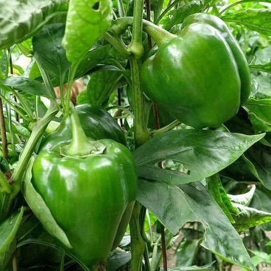 CAPSICUM 14% W/S OR