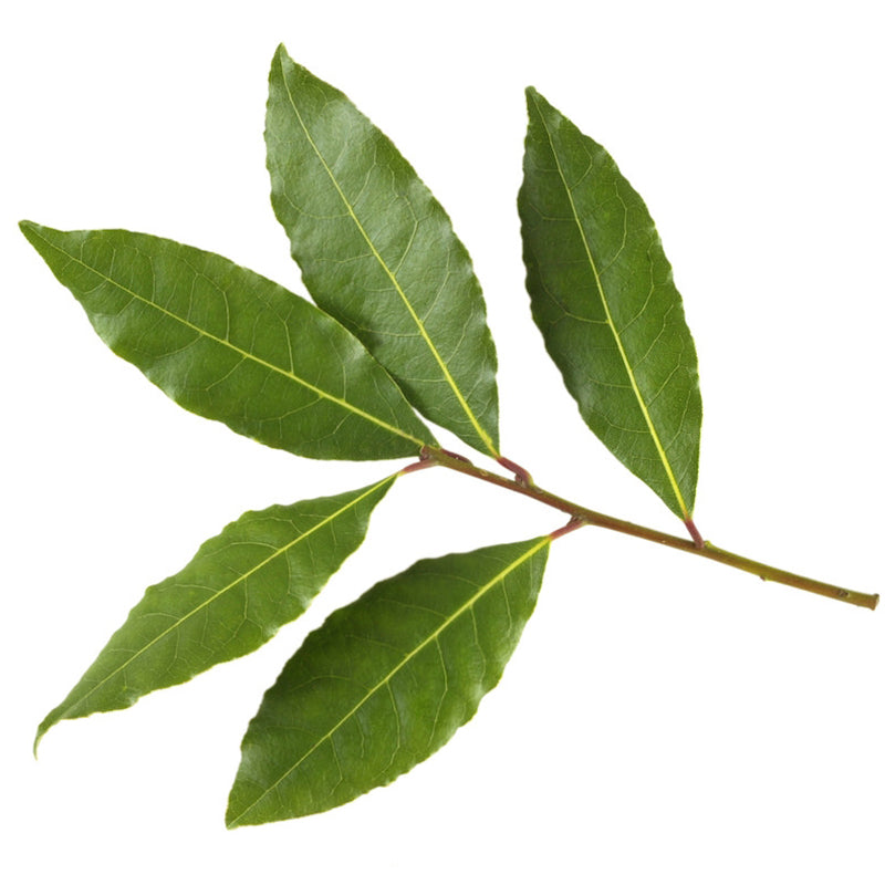 BAY LEAF OIL
