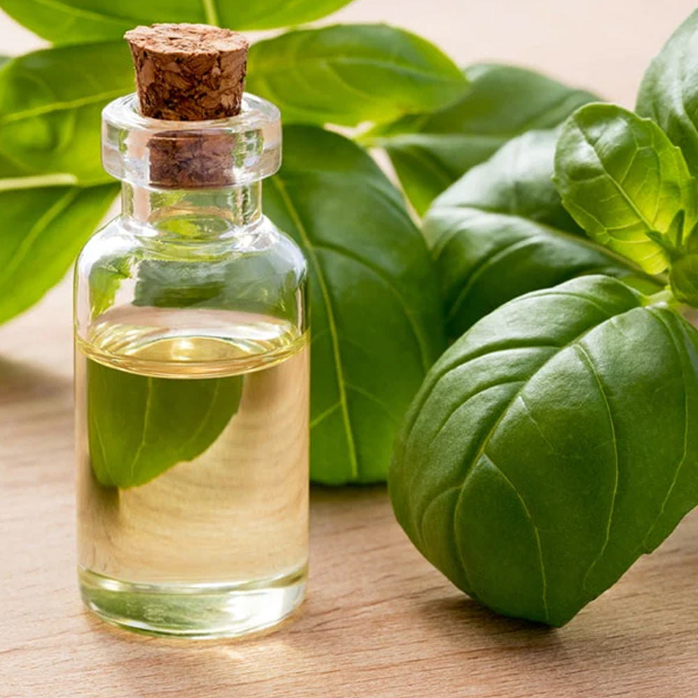 Basil Oleoresin Oil Soluble