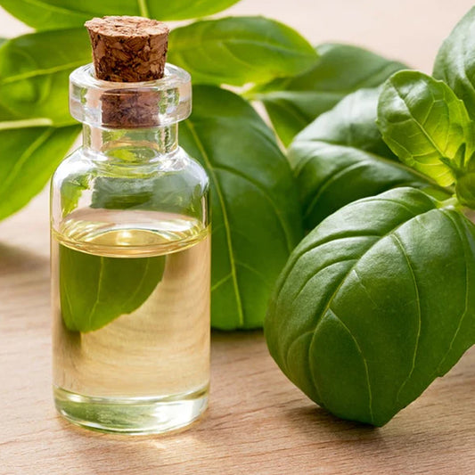 Basil Oleoresin  Oil Soluble