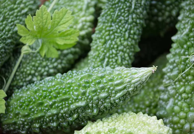 BITTAR GOURD (KARELA) OIL