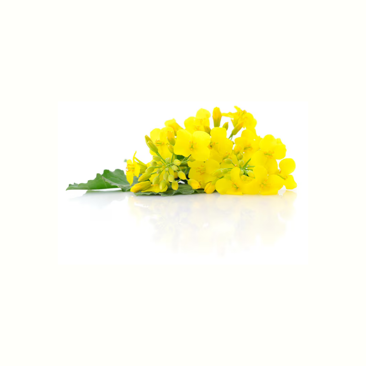 CANOLA OIL