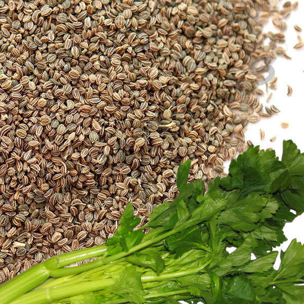 CELERY SEED OIL