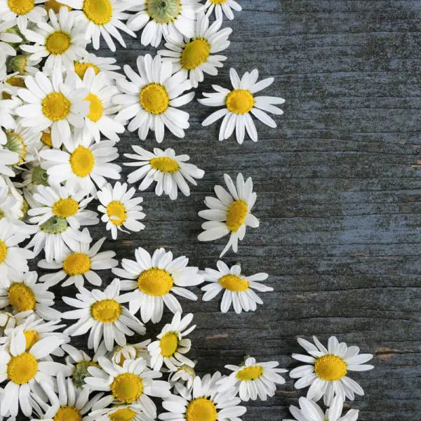 ROMAN CHAMOMILE ESSENTIAL OIL