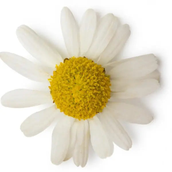 ROMAN CHAMOMILE ESSENTIAL OIL