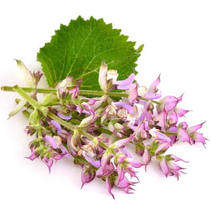 CLARY SAGE OIL