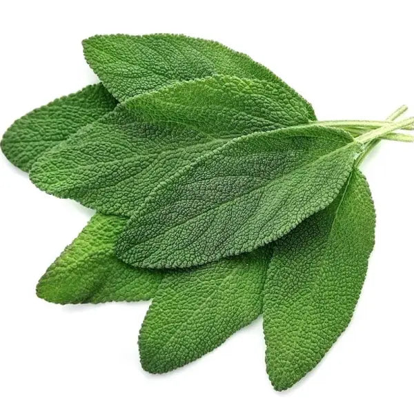 SAGE OIL