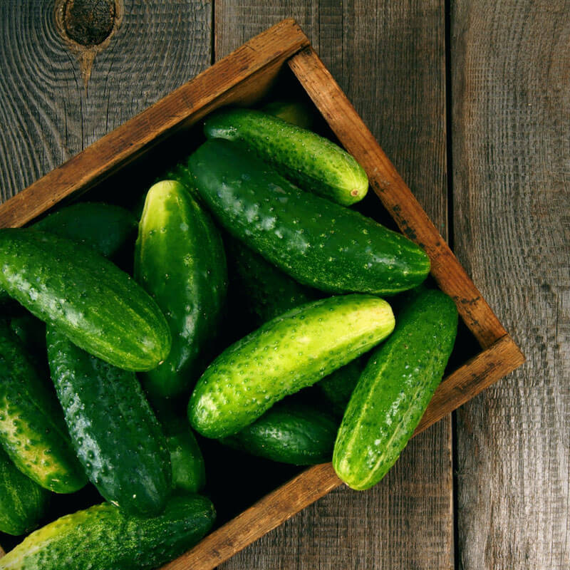 CUCUMBER OIL