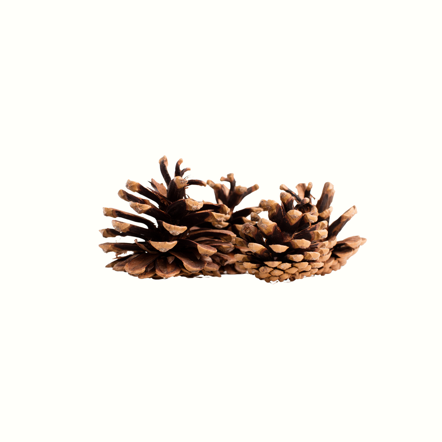 CEDARWOOD OIL