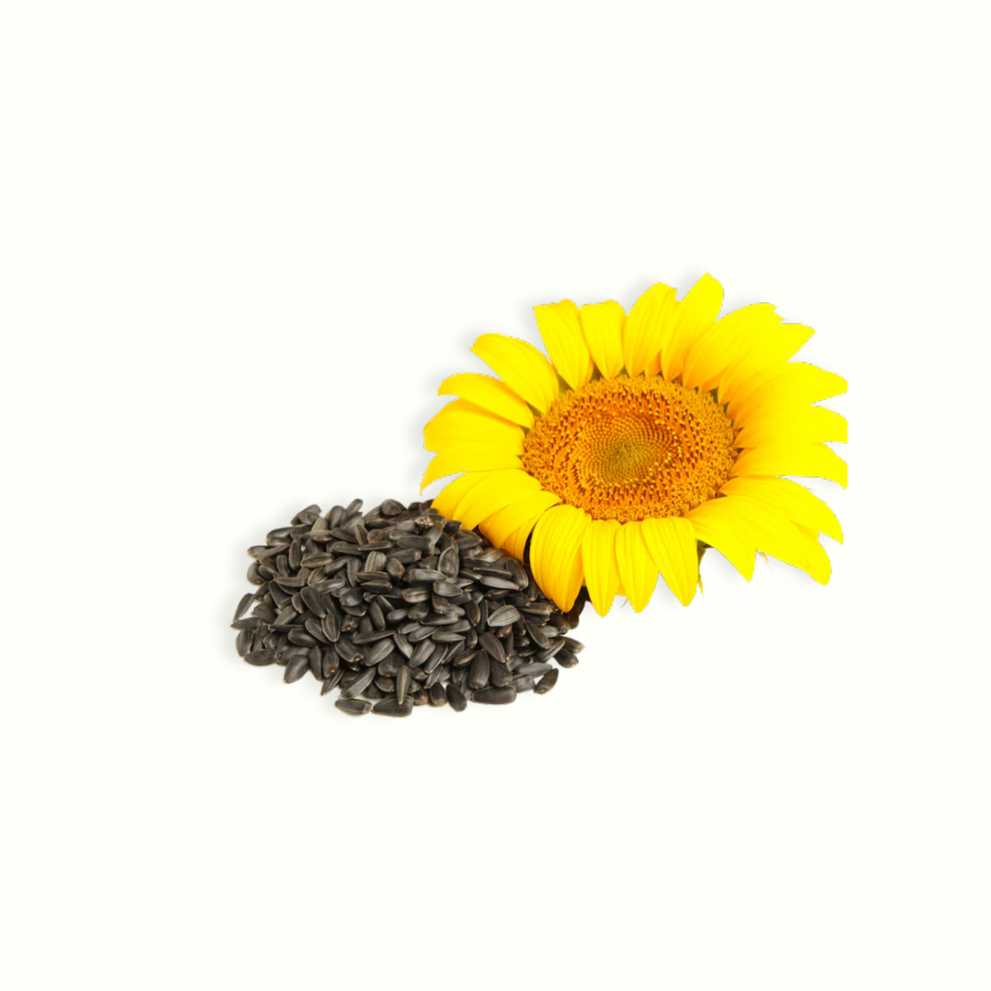 SUNFLOWER OIL
