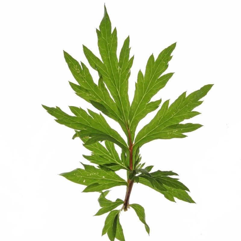 DAVANA ESSENTIAL OIL