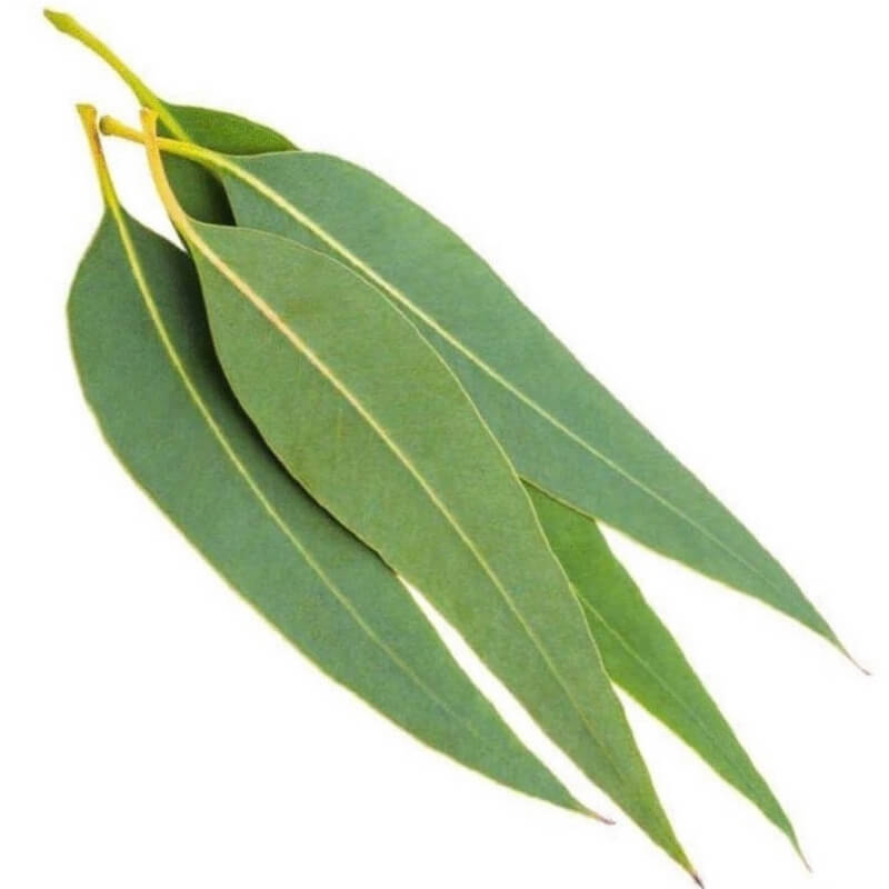 LEMON-SCENTED EUCALYPTUS OIL