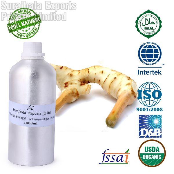 GALANGAL ~ SIAMESE GINGER