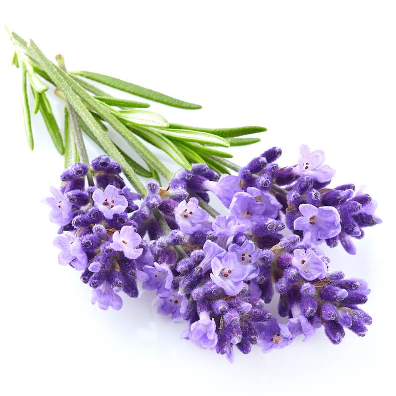 LAVANDIN ESSENTIAL OIL