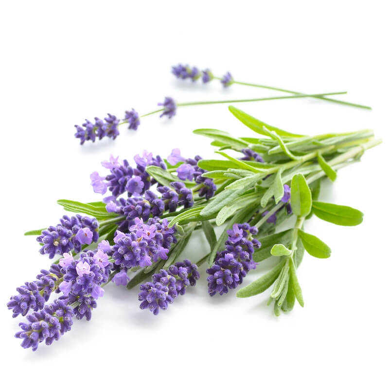 π Lavender SCFE (COβ) Essential Oil