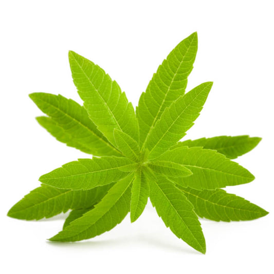 LEMON VERBENA OIL