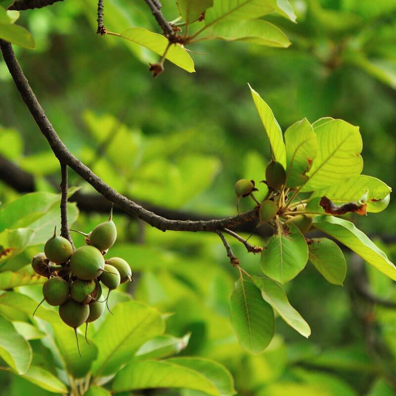 MADHUCA INDICA