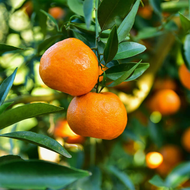 MANDARIN OIL
