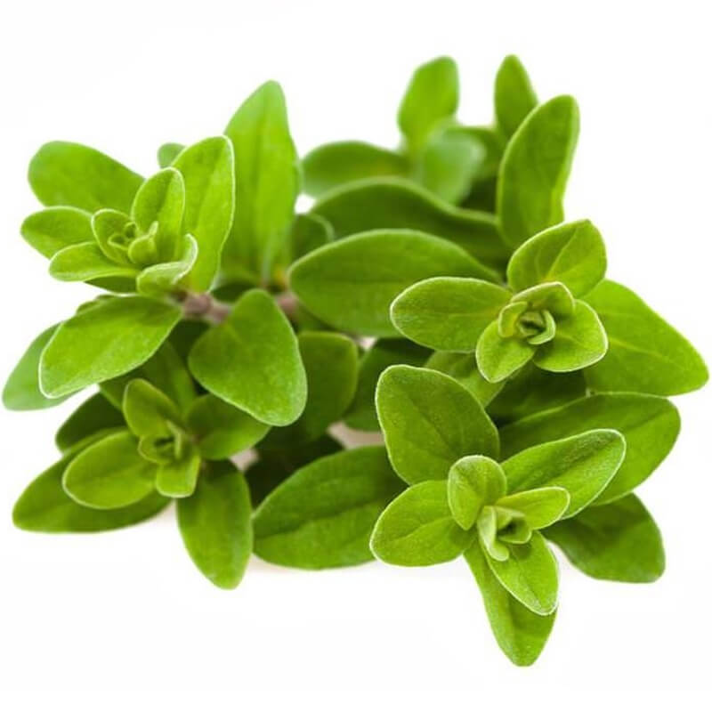 MARJORAM OIL