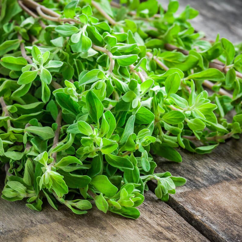 MARJORAM OIL