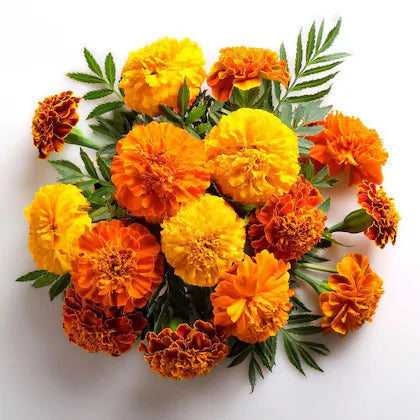 MARRIEGOLD OLEORESIN O/S