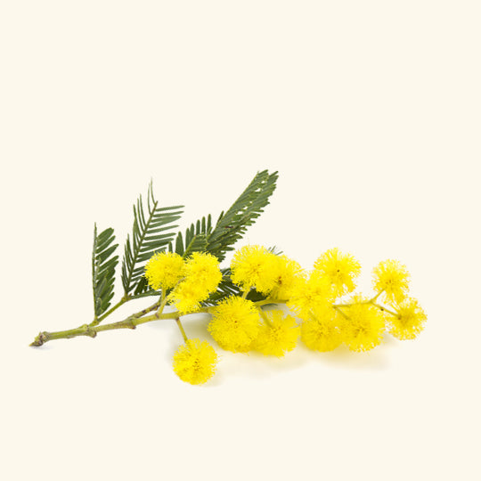MIMOSA SEED OIL