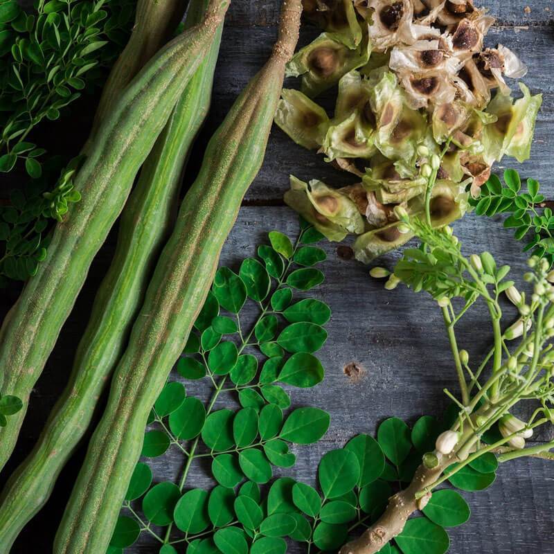 MORINGA OIL