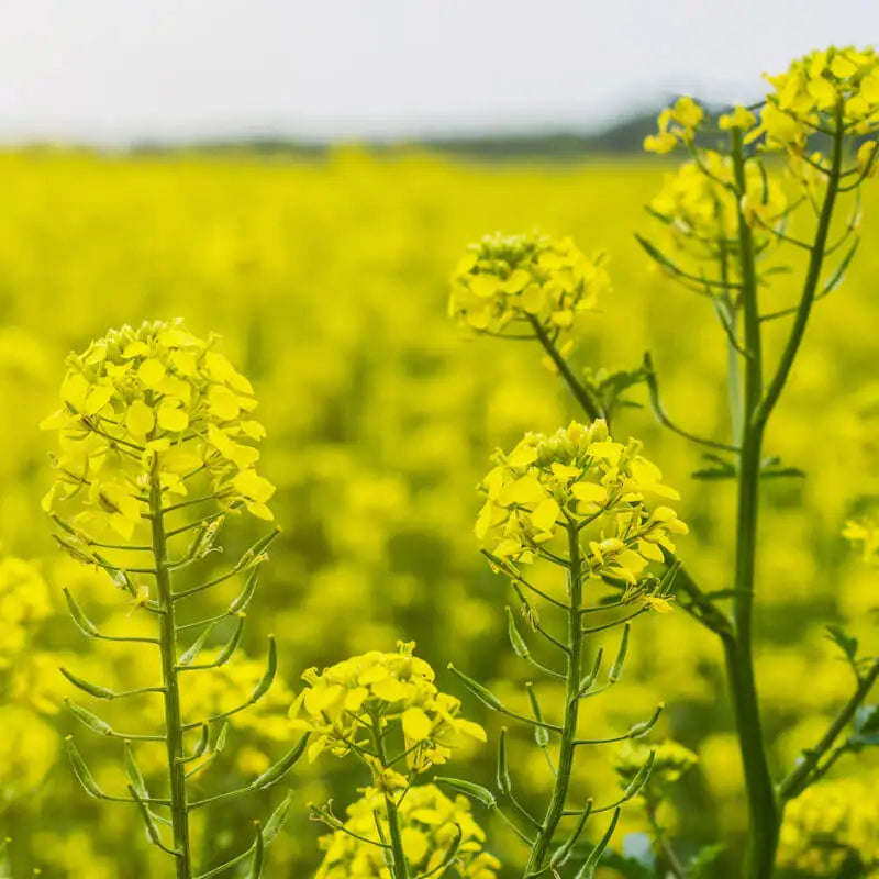 MUSTARD OIL (KACHI GHANI)
