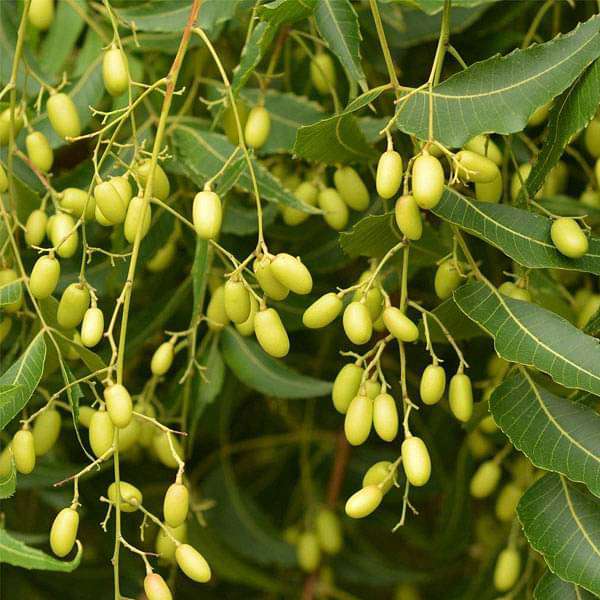 NEEM SEED OIL