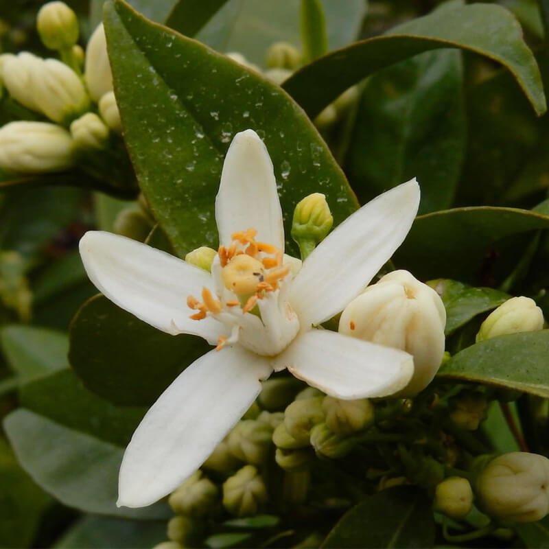NEROLI OIL