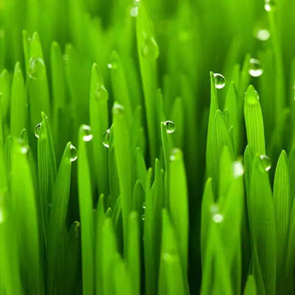 PALMROSA ESSENTIAL OIL