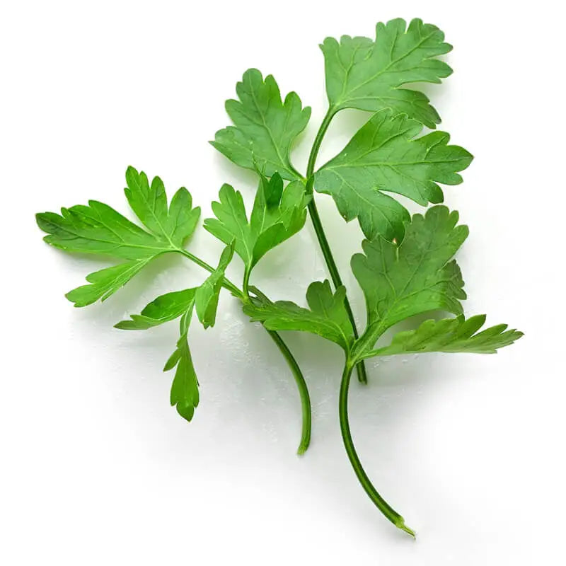 PARSLEY SEED OIL