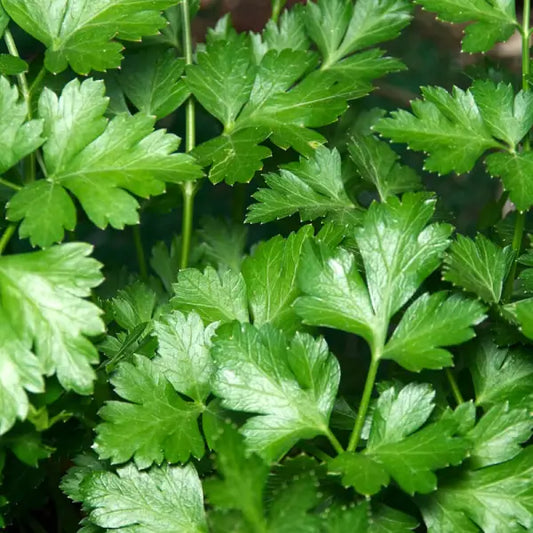 PARSLEY SEED OIL