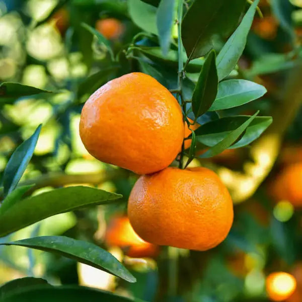 PETITGRAIN ESSENTIAL OIL