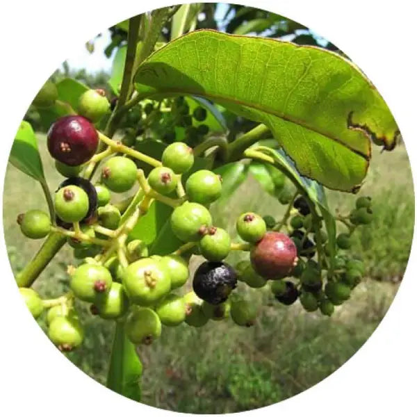PIMENTO BERRY OIL