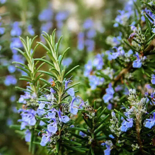 ROSEMARY ESSENTIAL OIL
