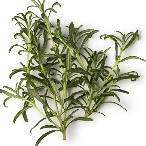 ROSEMARY ESSENTIAL OIL