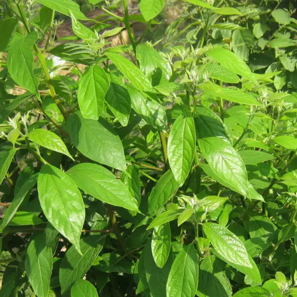 SUGANDH KOKILA ESSENTIAL OIL