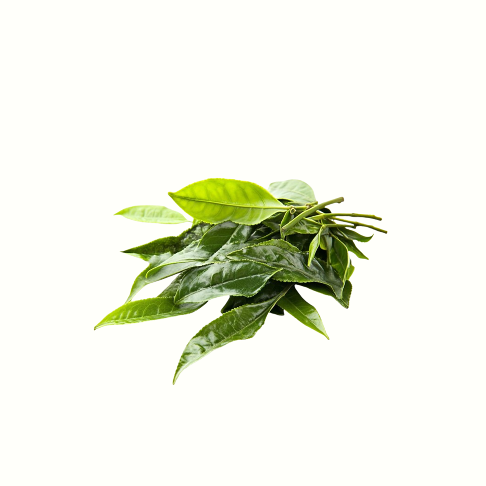 TEA TREE Oil