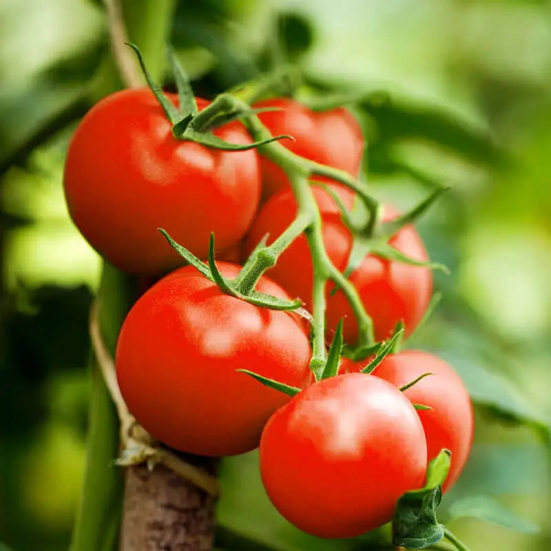 TOMATO SEED OIL