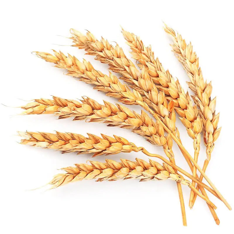 WHEAT GERM OIL