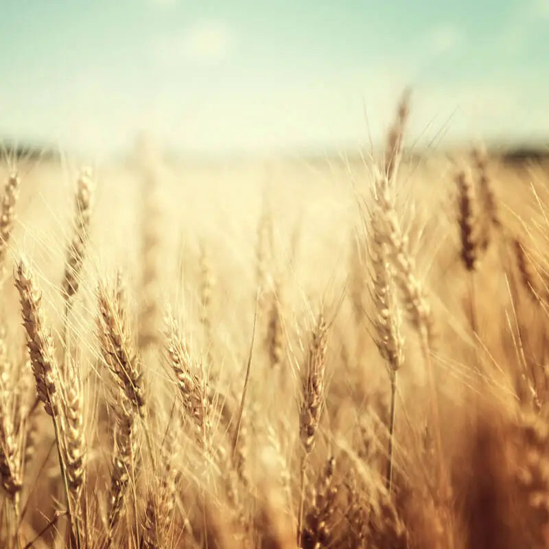 WHEAT GERM OIL