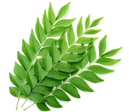 CURRY LEAF OLEORESIN STANDARD