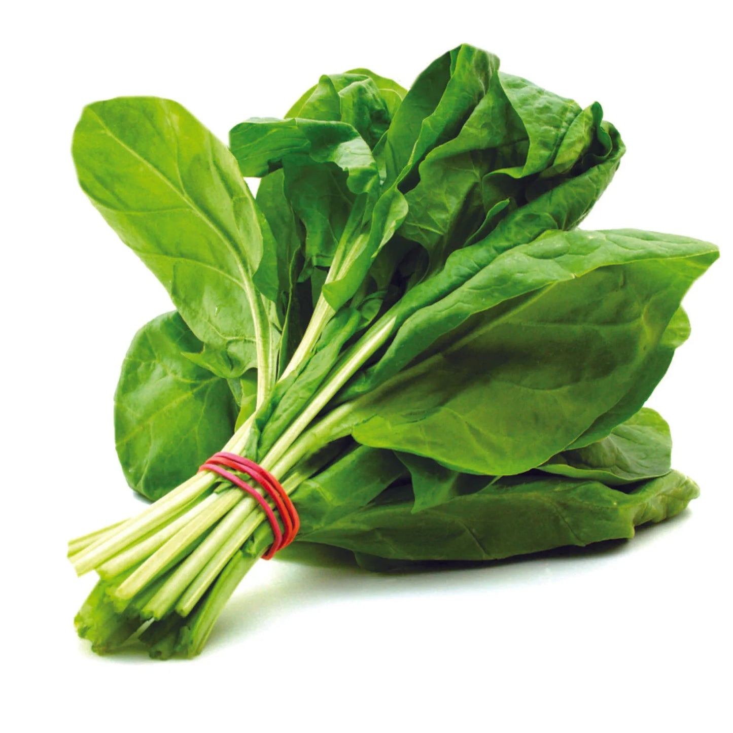 SPINACH (PALAK) OIL