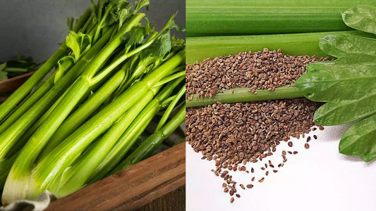 CELERY SEED OLEORESIN 10% O/S