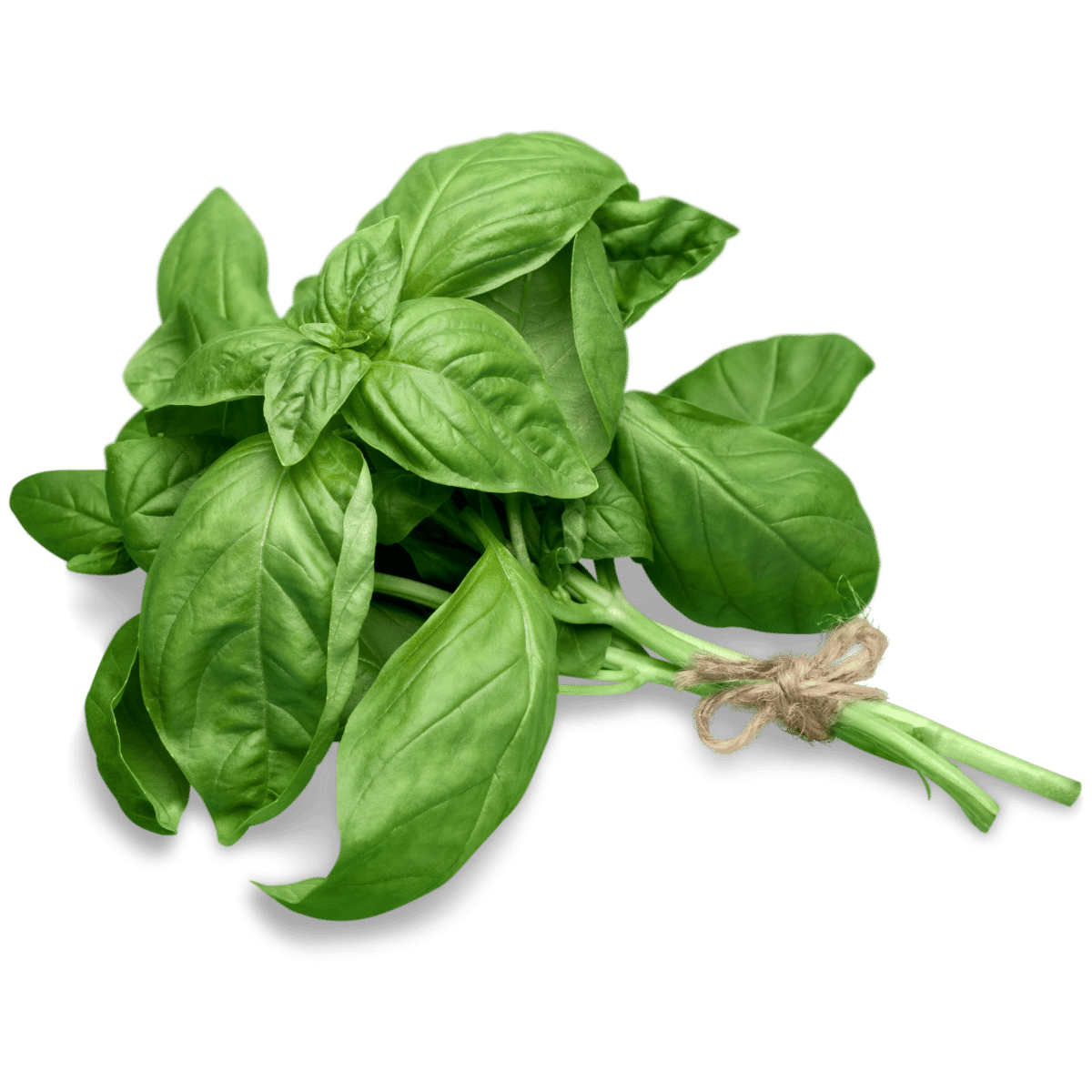 BASIL 20% OR