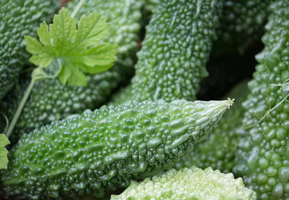 BITTAR GOURD (KARELA) OIL