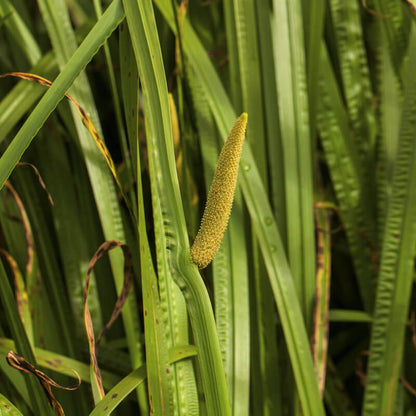 CALAMUS OIL