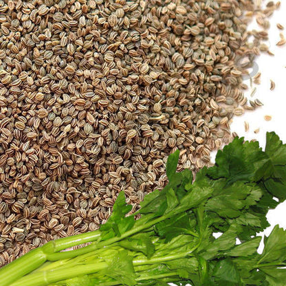 CELERY SEED OIL