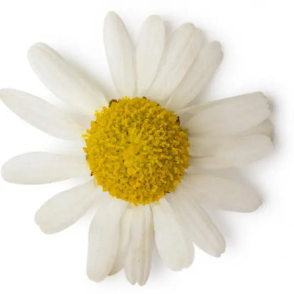 ROMAN CHAMOMILE ESSENTIAL OIL